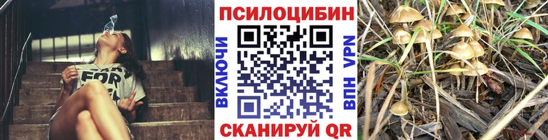 Псилоцибиновые грибы Psilocybe  купить закладку  Кимовск 